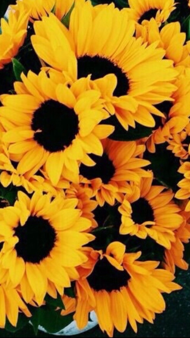 Sunflower Positivity Tumblr