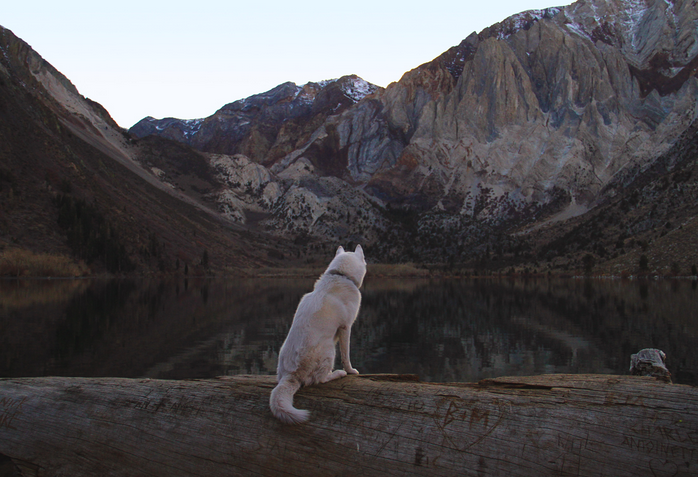 hotdiggitydog-blog:  kateoplis:  My life as a dog, John &amp; Wolf | Tumblr