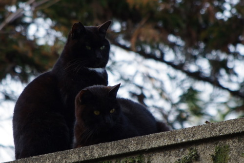 boschintegral: boff:a black cat &amp; a black cat. @mostlycatsmostly