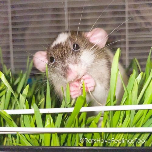 WHEATGRASS BABY! Baby #Toupee and #Roux got to try #wheatgrass for the first time and they absolutel