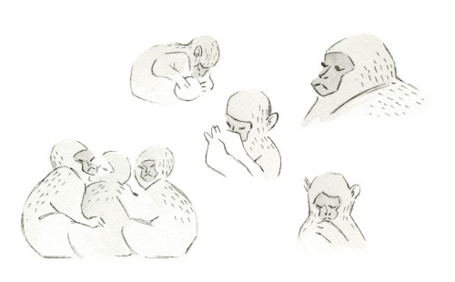 vanessamakesthings: Some snow monkey studies I did the other day.  I love snow monkeys!  They look l