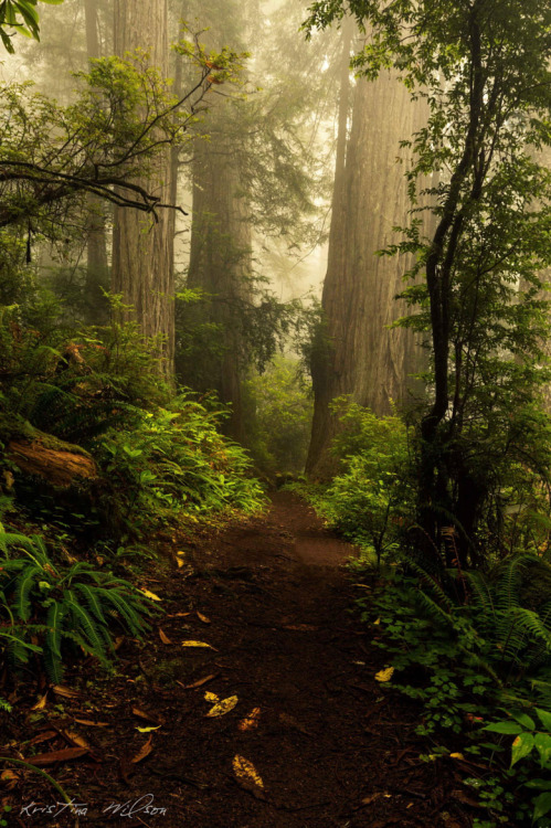 lori-rocks:Million Years, Redwoods, California by Kristina Wilson