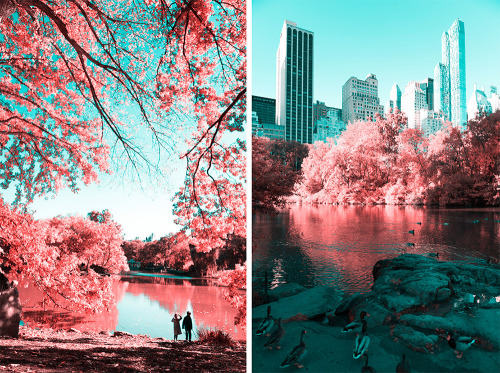 solitaryc: itscolossal: NYC’s Central Park Photographed in Infrared by Paolo Pettigiani Wowww.