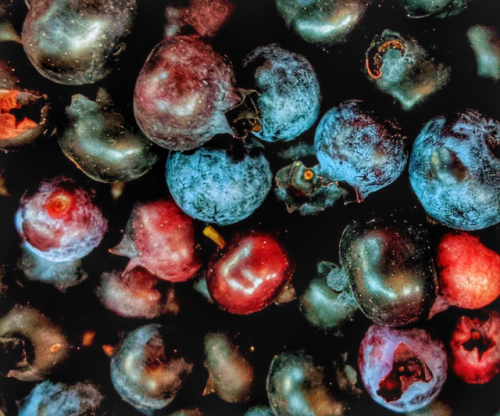 It’s a bit early for blueberry picking in northern Michigan, but I still made off with about 2