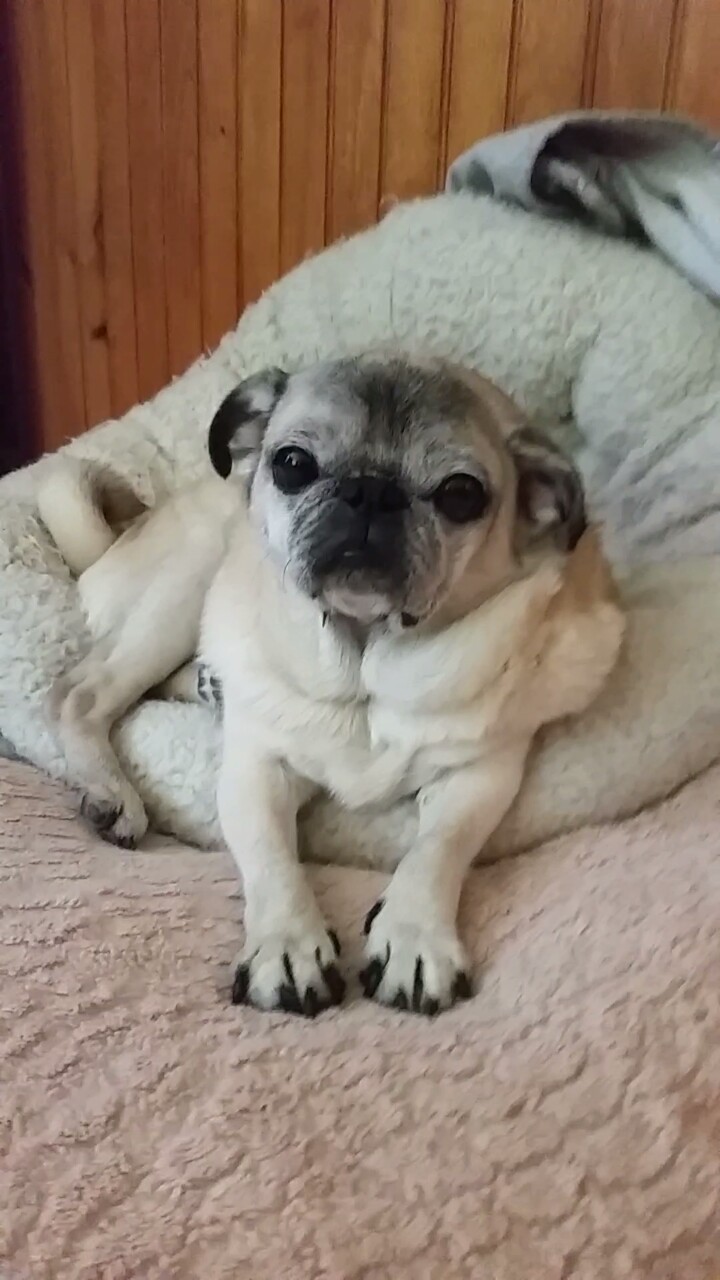 2jam4u:  egwood:  baby pug daughter  THANK YOU FOR SHOWING ME THIS