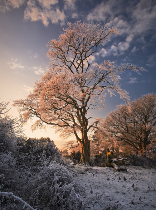 putdownthepotato:  Derrymore Woods, Co. Armagh, Ireland by Gary McParland
