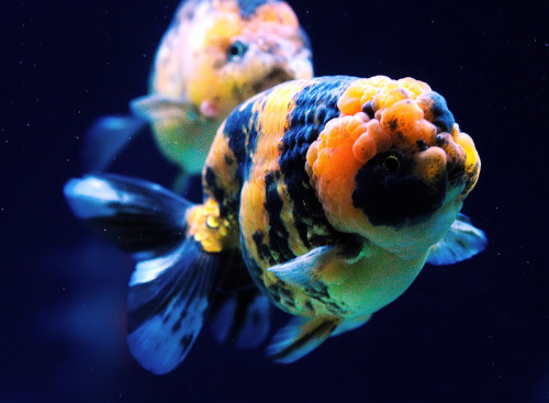 goldfishgal: Tiger Ranchu by Wee on Flickr.
