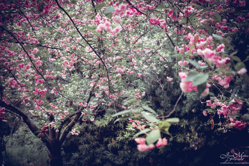 Underneath the cherry blossoms | Descanso Gardens Series | La Cañada Flintridge, CAInstagram