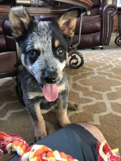 Puppies to the Rescue!