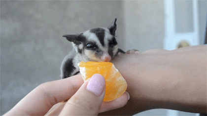 grimphantom:  onlylolgifs:  Adorable Sugar Glider Trevor eats orange and falls asleep  Grimphantom: Makes you want to have one of them XD.  so cute I want! <3