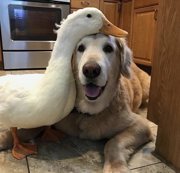 aww-so-pretty:  Duckdog