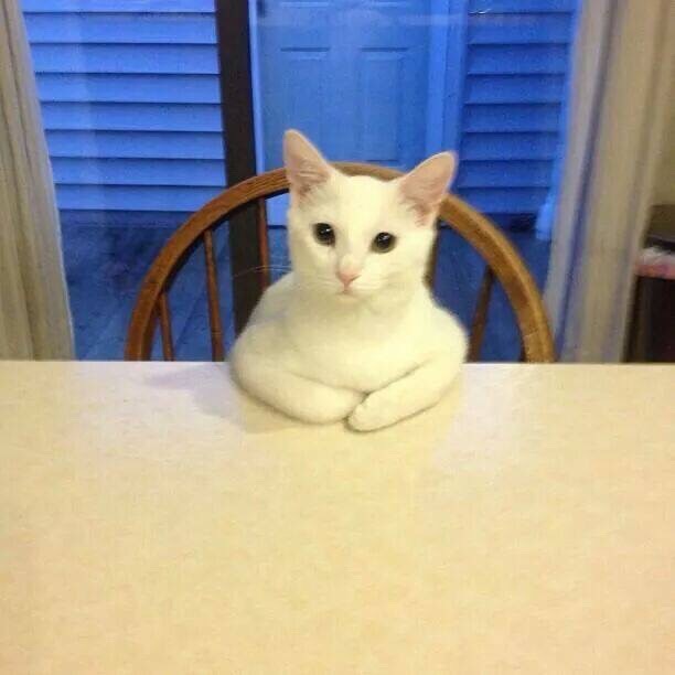 awwww-cute:  Sit down human, we need to talk
