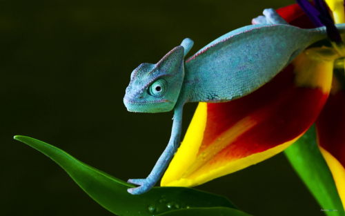 nemotes:  Chameleons are super cool, just in case you didn’t know yet.