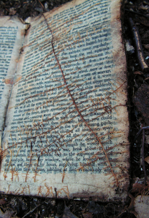 shanemaxwell:  I found this copy of Thoreau’s Walden buried in the park.  I opened it and saw these roots growing between the pages. I don’t know whether to frame it or put it back in the ground. 