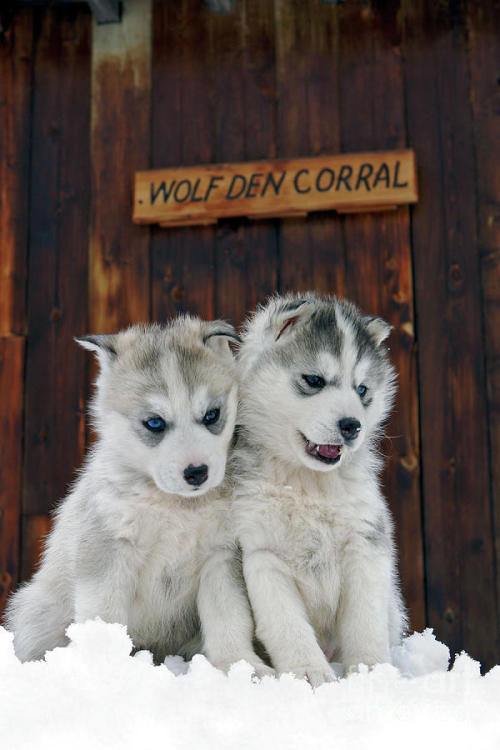nature-planet:  Siberian Husky Puppies | Rolf Kopfle