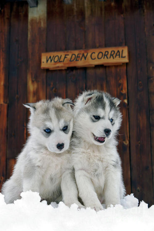 nature-planet: Siberian Husky Puppies | Rolf Kopfle