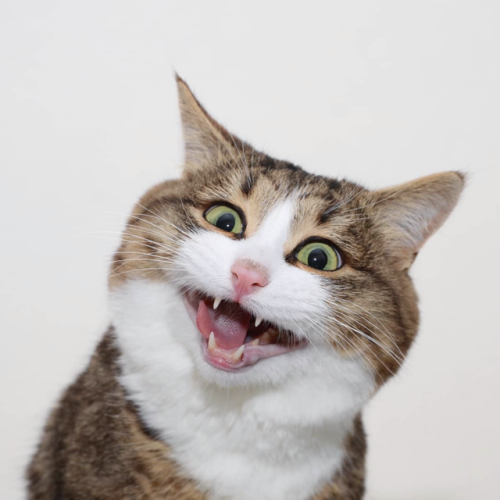 catsbeaversandducks:The Many Faces Of Rexie (2019 Edition)