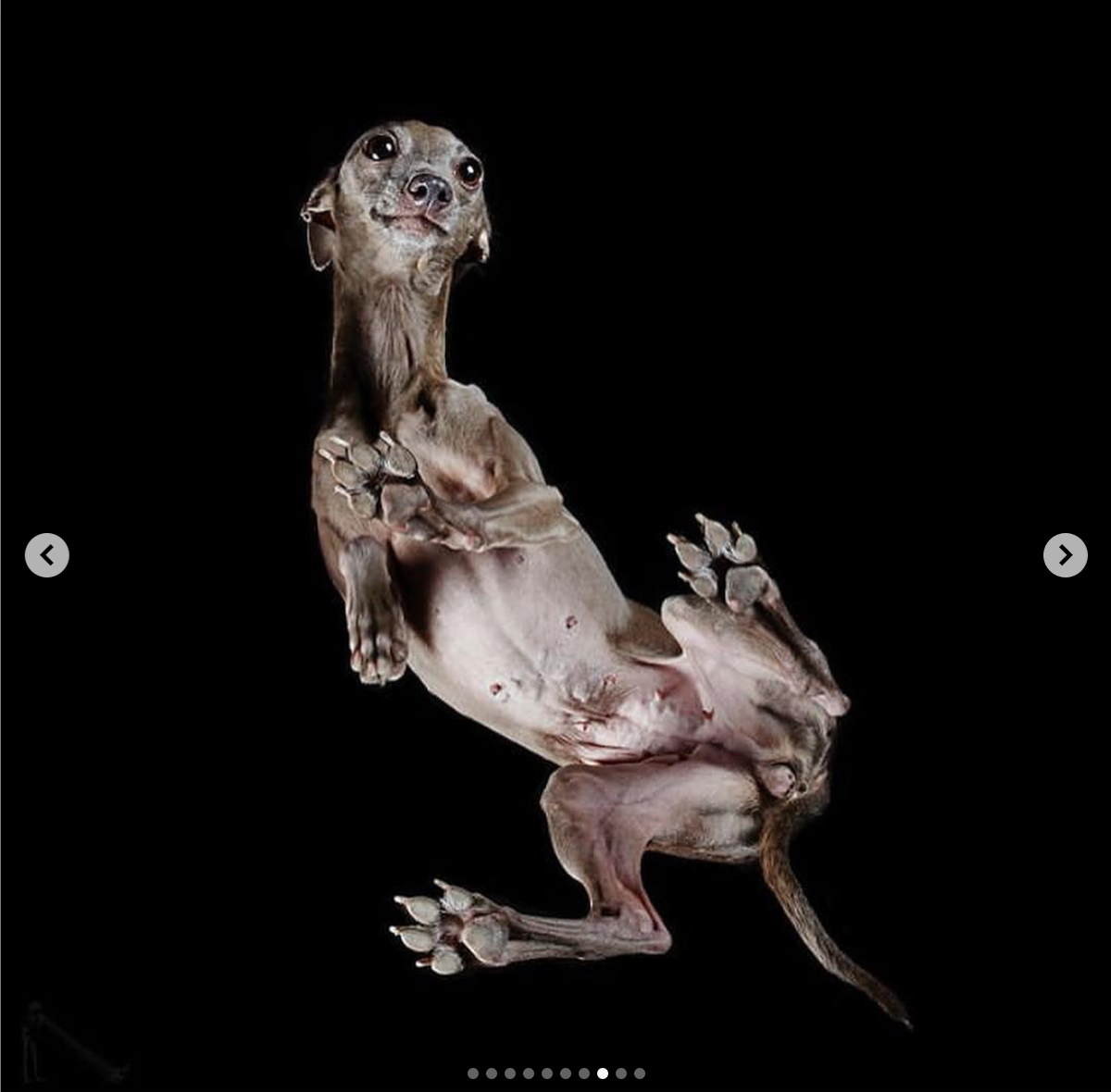 babyanimalgifs: I am morally opposed to there being glass between me an these puppies