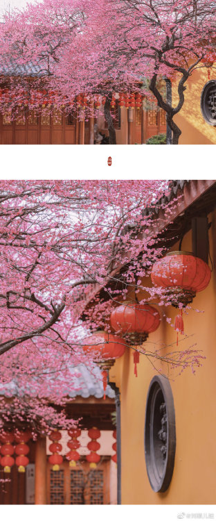 fuckyeahchinesegarden:plum blossoms in 铁佛寺tiefo temple, huzhou, zhejiang province by 刘顺儿妞