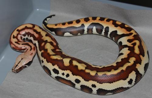 fattynoodles: sabletsnakes:  Reddest GE I’ve ever seen  cared for by Chris McAra I am doi