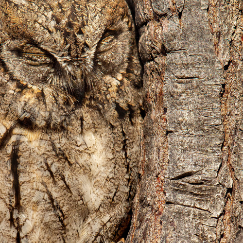 itscolossal:A Dozing Owl and Tussling Hummingbirds Top the 2020 Bird Photographer of the Year Compet