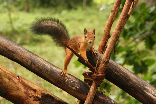 at Seurasaari, HelsinkiSome super cute (and fluffy!) birds as well a squirrel in the forest of the i