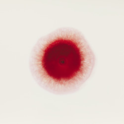 pigmenting:  Ori Gersht, Cells 