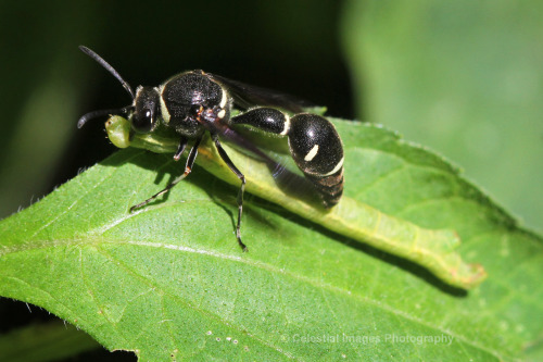 celestialmacros: A potter wasp trying rather unsuccessfully to carry a stunned geometer caterpillar 