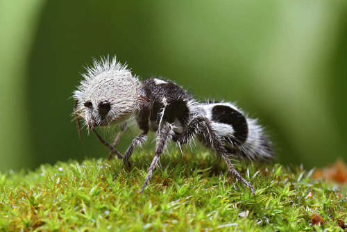 astronomy-to-zoology: &ldquo;Panda Ant&rdquo; (Euspinolia militaris) …is not an ant b