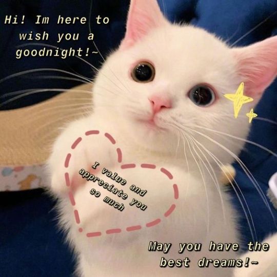 Cute cats<3 I have no clue what to post so yeah- and you can use em as a pfp  if you want : r/SonazHangout