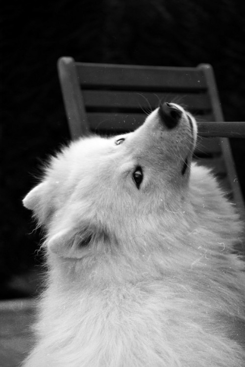 yvonestrahovski:  September 24, 2007 – January 27, 2012.