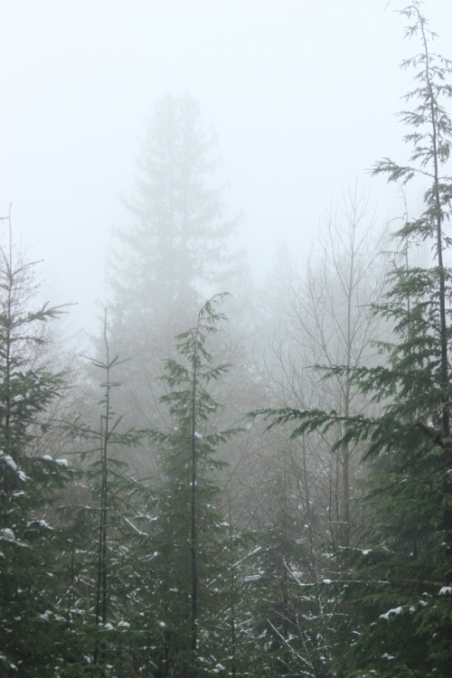 comoxphotography:Foggy forest.