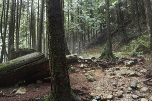matchbox-mouse:Hiking in the woods.Golden Ears Provincial Park, British Columbia.