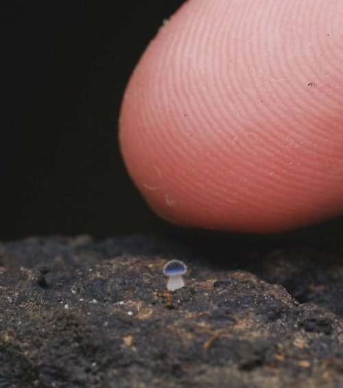 Mycena Subcyanocephala Fungi Translates To The "blue-head" And Measures At Only A Single Millimeter.