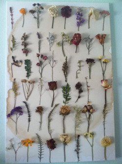 faunaflorah:  pinkpeonyprincess:  Dried flowers/plants on tea-stained canvas  Yum