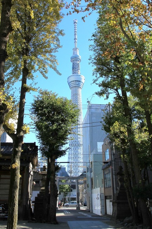 todayintokyo:Tokyo has many indigenous trees. :)