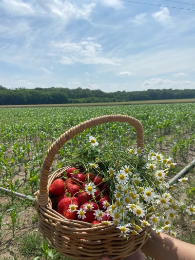 bright-goals-deactivated2022103:Picked Strawberries, camomile and lavender today