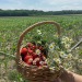 bright-goals-deactivated2022103:Picked Strawberries, camomile and lavender today