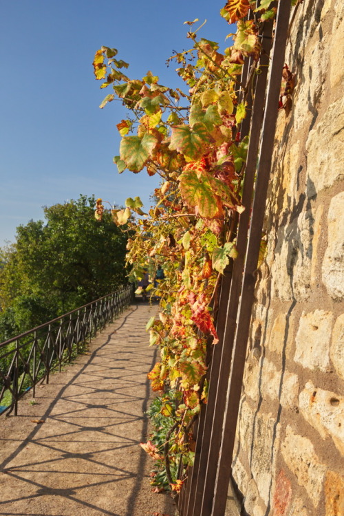 Grapevine. Ranken.Wine leaves at Dornburg Castle near Jena, October 2014.