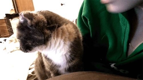 em-in-the-den:  “cats dont love you back”  yeah okay 