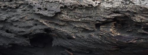 dead wood and black sand