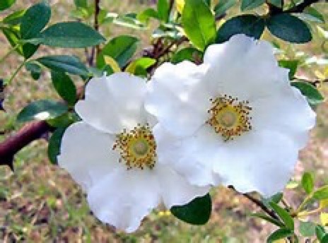 wvmountaineer1:  When the Trail of Tears started in 1838, the mothers of the Cherokee were grieving and crying so much, they were unable to help their children survive the journey. The elders prayed for a sign that would lift the mother’s spirits to