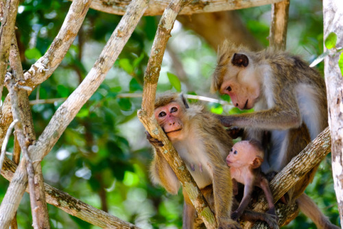 post-culture:Toque macaque family (Macaca sinica). Endemic to Sri Lanka. 2 Oct 2017