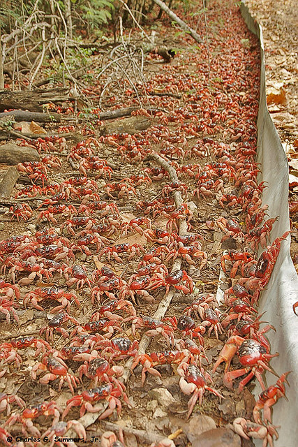 travelingcolors:  Red Crab Migration, Christmas porn pictures