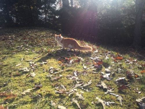 unflatteringcatselfies:His name is Chad, he is my friends cat, and he is a lovely boy. He’s so kind 