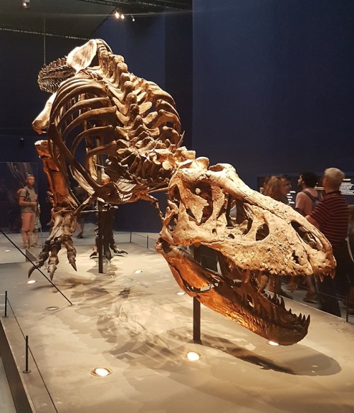 spinojp:Trix, the female Tyrannosaurus rex, exhibited at the Muséum National d'Histoire Natur