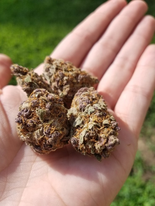 bre-is-stoned - Some gorgeous bud