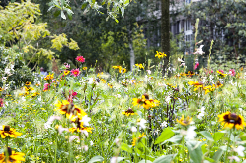 Summer&rsquo;s afternoon in July, Botanical Garden Antwerp, Belgium 2014