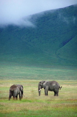 r2–d2:  Elephants in Ngorongoro Crater by