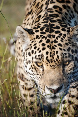 theanimaleffect:  Prowling leopard by Anna-Phillips